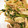 クック426IY7☆'s cooksnap of when they made あと一品♪かぶとツナの炒め煮♪.