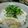 yukitarooo's cooksnap of when they made おいしい☆新生姜ごはん　白だしなしで.