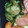 クックJDRLCG☆'s cooksnap of when they made 【龍愛】きゅうりのおかか和え.