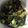 ぶりぶりぶーりちゃん's cooksnap of when they made きゅうりとわかめとツナの酢の物.