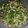 クックVNNZJE☆'s cooksnap of when they made 無駄にしない！セロリ葉の佃煮.