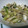 mito*mito's cooksnap of when they made しめじとねぎのオイスターソース炒め.