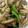 クックBH5M9F☆'s cooksnap of when they made 鶏肉とピーマンのガーリック炒め.