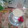 Dream♪'s cooksnap of when they made とろとろミルクプリン.