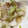 森川うぱ's cooksnap of when they made タラの中華風レンジ蒸し.