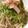 二角形's cooksnap of when they made 冷やしおろしキュウリ蕎麦.