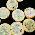 ふぁんたにゃん's cooksnap of when they made 超簡単シンプル♪ ズッキーニのソテー.