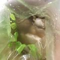 マイさんの家's cooksnap of when they made ダイエット！柔らか鶏ムネのレモン塩蒸し鳥.