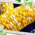 PIKAJUN57's cooksnap of when they made シワ知らず！トウモロコシの茹で方.