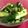 菊いただき's cooksnap of when they made 胡瓜と香味野菜の漬物.