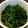 kumicyoo's cooksnap of when they made 簡単ほうれん草の胡麻和え.