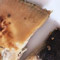 らーてぃん's cooksnap of when they made カレイの煮付け・おろし方(さばき方).