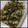 元araraa's cooksnap of when they made やみつき！にんにくしらたきのうまうま.