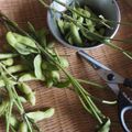 みせす☆まあさ's cooksnap of when they made 枝付き枝豆の切り方♪ストレスフリー♪.