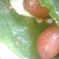 ★aya姫★'s cooksnap of when they made 朝食に★簡単♪青汁de緑のブリトー♪.