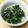 もこもこ７'s cooksnap of when they made ＊ほうれん草としらすのお浸し＊.