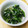 もこもこ７'s cooksnap of when they made ＊ほうれん草としらすのお浸し＊.