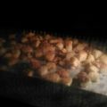 クック66PLHM☆'s cooksnap of when they made ガーリックチーズなクルトン.