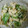 nikokero's cooksnap of when they made ささみとピーマンのおかかあえ.