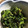 ちづりんも's cooksnap of when they made 菊菜とほうれん草のゴマ和え.