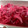 pi-suke2's cooksnap of when they made 玉ねぎの甘酢漬け.