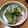 ますぺ's cooksnap of when they made 大根と胡瓜の鰹ゆかり和え♪.