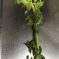 マリアマリママ's cooksnap of when they made ぐったりアスパラやセロリの救済（≧∇≦）.