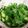 クック26352G☆'s cooksnap of when they made 胡瓜と大葉の即席サラダ漬け.
