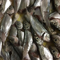 tanoyuki's cooksnap of when they made 豆アジの手捌き方法.