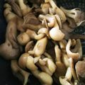 朽木流風's cooksnap of when they made ブナぴー・舞茸簡単炒め.