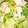 ♡acco♡'s cooksnap of when they made 豆苗とささみのワサビマヨネーズ和え.