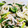 mittn's cooksnap of when they made もやしとにらの和え物.