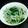 ぽんきちっちーず's cooksnap of when they made もやしとほうれん草のナムル.