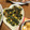 a0imama♡'s cooksnap of when they made ★トウモロコシとみつばのかき揚げ★.