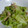 クックM1AVLK☆'s cooksnap of when they made 超簡単！ツナとキャベツのさっと煮.
