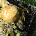 chee35cs's cooksnap of when they made おつまみを一品!ナスとキノコの酒蒸し.