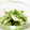 ＊天澄＊'s cooksnap of when they made ささみと胡瓜の和え物。.