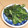 きらり流れ星's cooksnap of when they made ☆簡単☆春菊の海苔ごま和え☆.