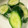 リジー＊£ove's cooksnap of when they made きゅうりの浅漬け風.