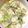 みーさり's cooksnap of when they made キャベツとしらすの麺つゆ和え.