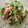 chako106HM's cooksnap of when they made カニカマと豆苗のポン酢和え.