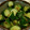 にこにことうま's cooksnap of when they made きゅうりの中華浅漬け.
