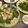 e.kinako's cooksnap of when they made ハワイで食べた枝豆ガーリック.