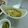 toco*'s cooksnap of when they made カレーに合うキャベツのピクルス.