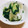 結真は道産子♪'s cooksnap of when they made 白菜ときゅうりの大葉浅漬け.