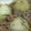 elfschritt's cooksnap of when they made 丸ごと新玉ねぎ♪ひき肉あんでとろ～り.