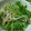 えみんちゅ＊'s cooksnap of when they made 簡単♪もやしの酢の物.