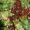 クック2T2FQU☆'s cooksnap of when they made 紫蘇の味噌巻き.
