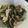 ayachum★'s cooksnap of when they made ♡ささみと豆苗の塩昆布和え♡.