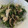 ayachum★'s cooksnap of when they made ♡ささみと豆苗の塩昆布和え♡.